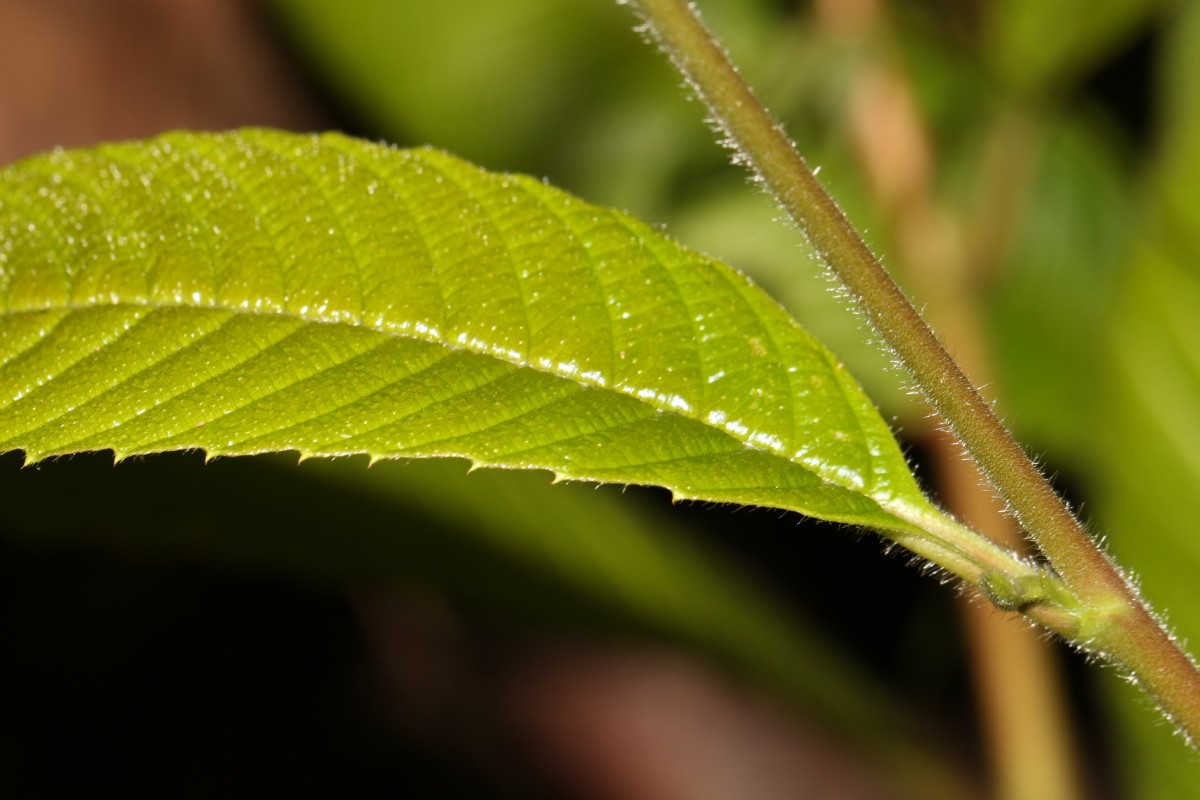 Tetracera sarmentosa (L.) Vahl